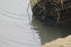 Dormitator latifrons