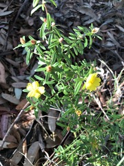 Hibbertia bracteata
