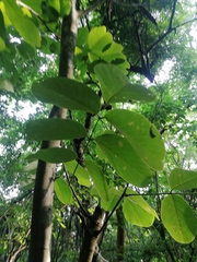 Piscidia carthagenensis