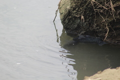 Dormitator latifrons