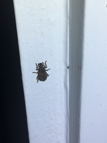 Clay-coloured Weevil photo 5