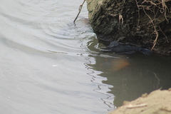 Dormitator latifrons