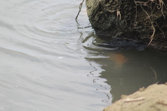 Dormitator latifrons