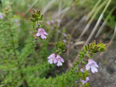 Prostanthera densa