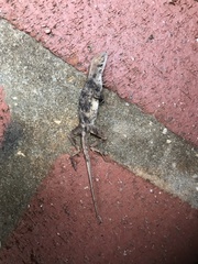 Anolis sagrei