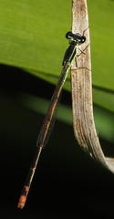 Agriocnemis falcifera