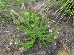 Prostanthera densa