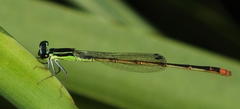 Agriocnemis falcifera