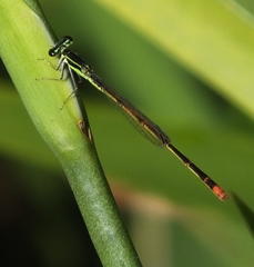 Agriocnemis falcifera