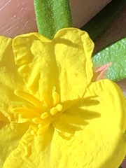 Hibbertia bracteata