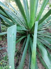 Agave karwinskii