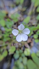 Geranium suzukii