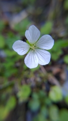 Geranium suzukii
