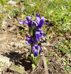 Gentianopsis barbellata