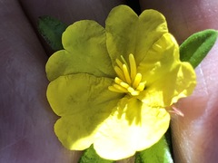 Hibbertia bracteata