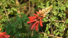 Erythrina humeana