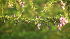 Ormocarpum trichocarpum