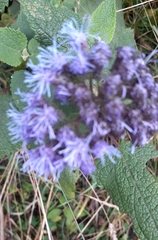 Aristeguietia lamiifolia