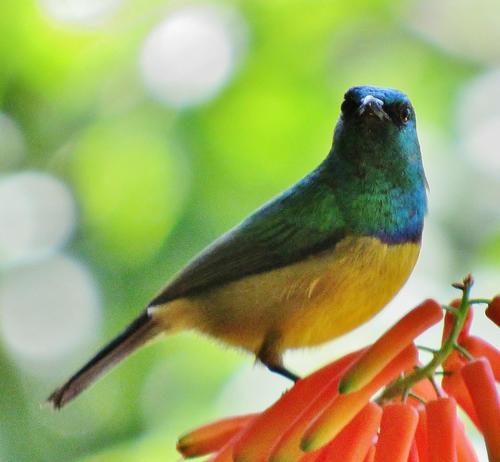 Southern Collared Sunbird