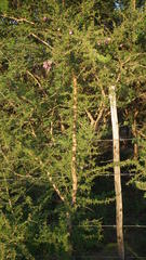 Ormocarpum trichocarpum