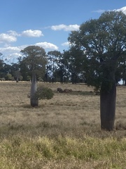 Brachychiton rupestris