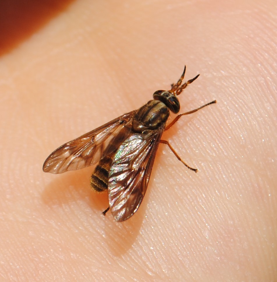 Chrysops brunneus