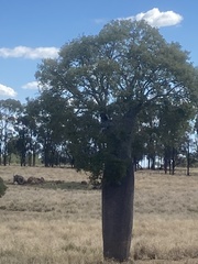 Brachychiton rupestris