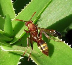 Polistes badius