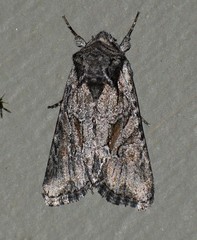 Lacinipolia sareta