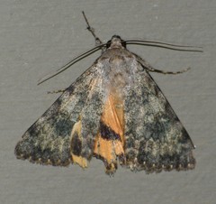 Catocala frederici
