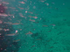 Trachurus trachurus
