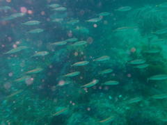 Trachurus trachurus