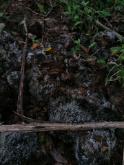 Mucoromycota