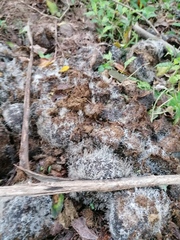 Mucoromycota