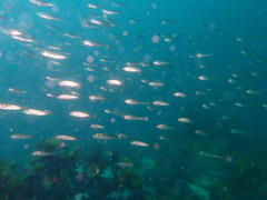 Trachurus trachurus