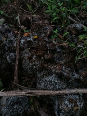 Mucoromycota