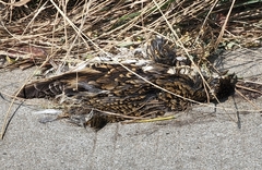 Zoothera aurea