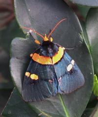 Egybolis vaillantina