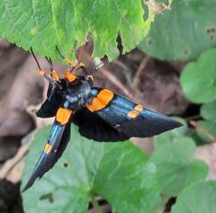 Egybolis vaillantina