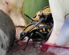 Mecynorhina passerinii