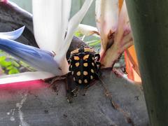 Mecynorhina passerinii