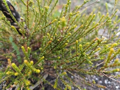Leptospermum epacridoideum