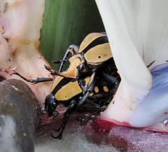 Mecynorhina passerinii