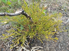 Leptospermum epacridoideum