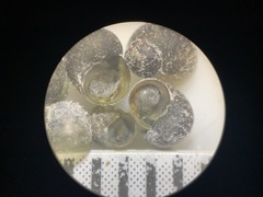 Fluminicola turbiniformis