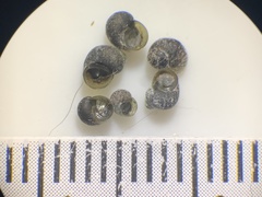 Fluminicola turbiniformis