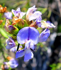 Psoralea diturnerae
