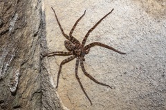 Heteropoda longipes
