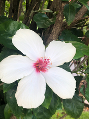 Hibiscus arnottianus