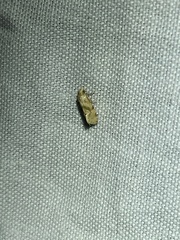 Platphalonidia